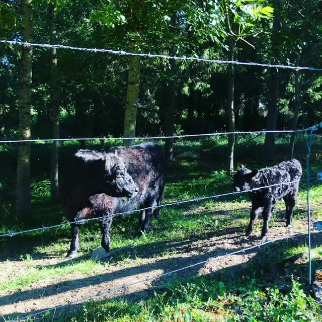 Cottage for 4 people in Walcourt Les Etangs du Francbois : Les Mélèzes